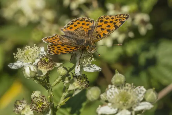 Fritillaire Assis Sur Une Fleur Blanche — Photo