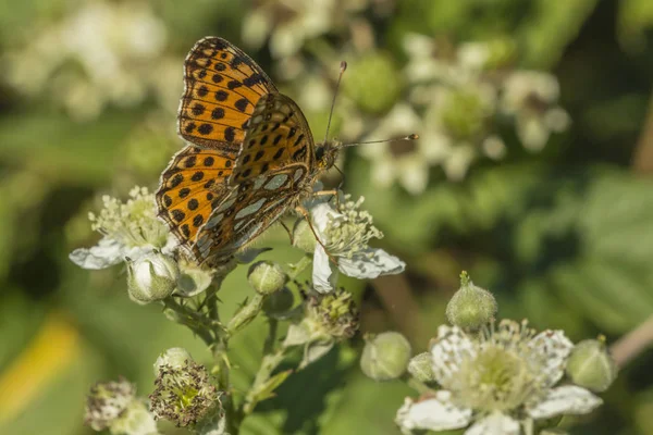 Fritillary Seduto Fiore Bianco — Foto Stock