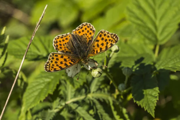 Fritilário Sentado Flor Branca — Fotografia de Stock