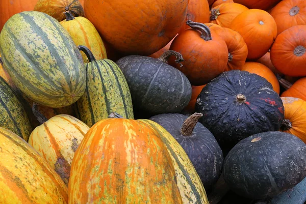 Organic Pumpkins Squash Vegetables Plant Food — Stock Photo, Image