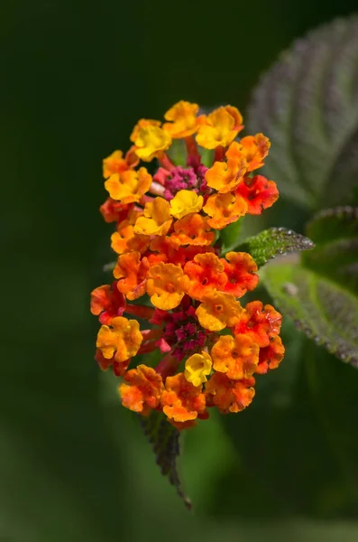 Bellissimi Fiori Sfondo Concetto Floreale — Foto Stock