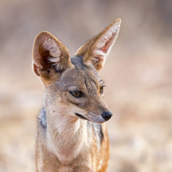 Rückenschakale Canis Mesomelas Samburu National Reserve Kenia Ostafrika — Stockfoto