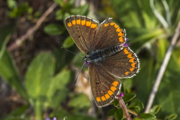 Argus Marrom Senta Uma Flor — Fotografia de Stock