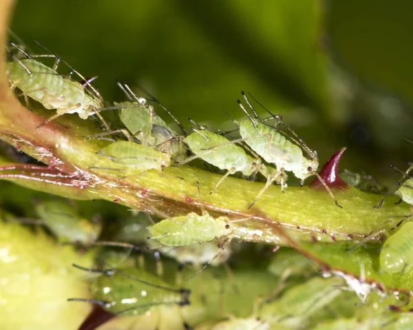 Nahaufnahme Von Wanzen Der Wilden Natur — Stockfoto