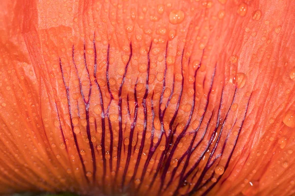 Close Van Een Rode Papaver — Stockfoto