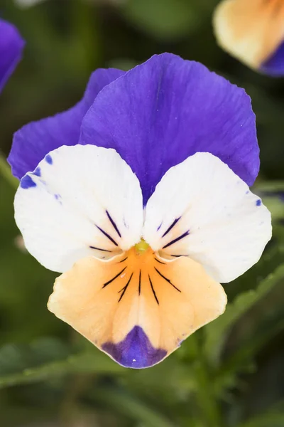 Hermoso Plano Botánico Fondo Pantalla Natural — Foto de Stock