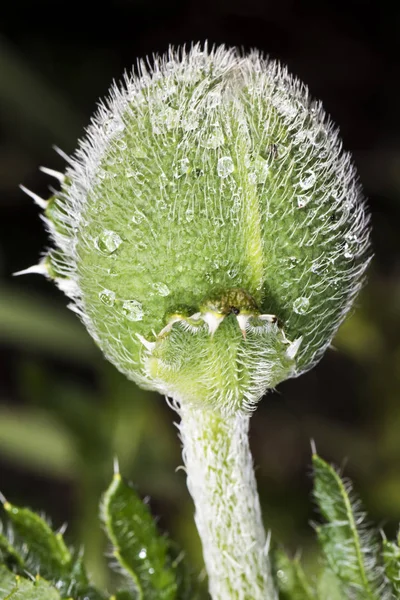 Vista Cerca Hermosas Flores Amapola Silvestre — Foto de Stock