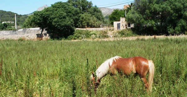 Prachtig Eiland Mallorca Balearen Eilanden Spanje — Stockfoto