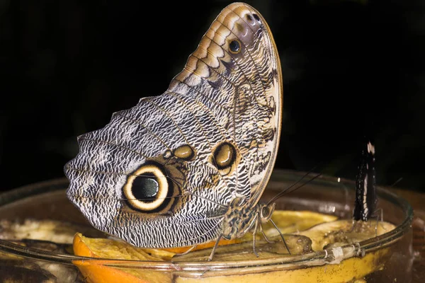 Detailní Pohled Exotický Krásný Váhavec — Stock fotografie