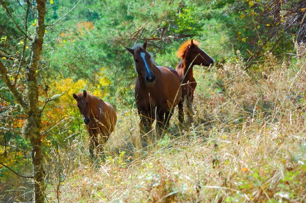 草原の野生馬は 日当たりの良い夏の日にクリミア半島の山 — ストック写真