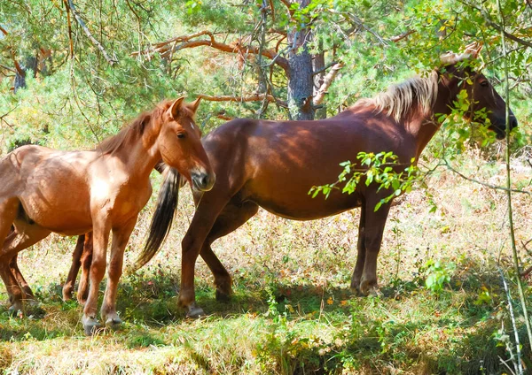 Chevaux Sauvages Dans Prairie Montagnes Crimée Journée Ensoleillée Été — Photo