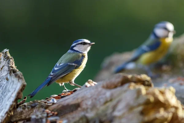 Blaumeise Difese Loro Mangimi — Foto Stock