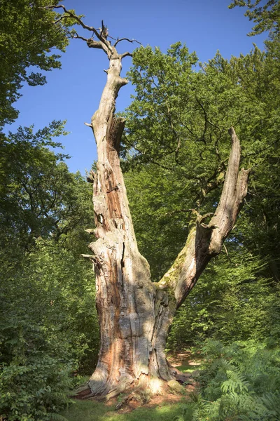 Gammalt Träd Naturflora — Stockfoto