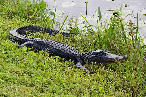 Everglades National Park Florida Verenigde Staten — Stockfoto