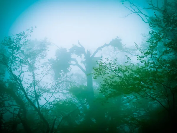 Rejtélyes Zöld Erdő Ködben Halloween Stile — Stock Fotó