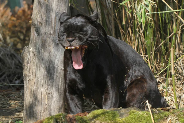 Zwarte Jaguar Geeuwen Panthera Onca — Stockfoto