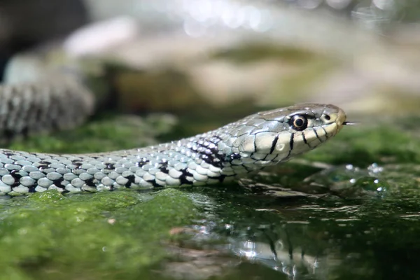 Csörgőkígyó Víz Szélén — Stock Fotó