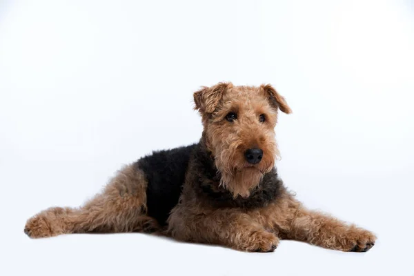 棕色卷曲的狗 — 图库照片