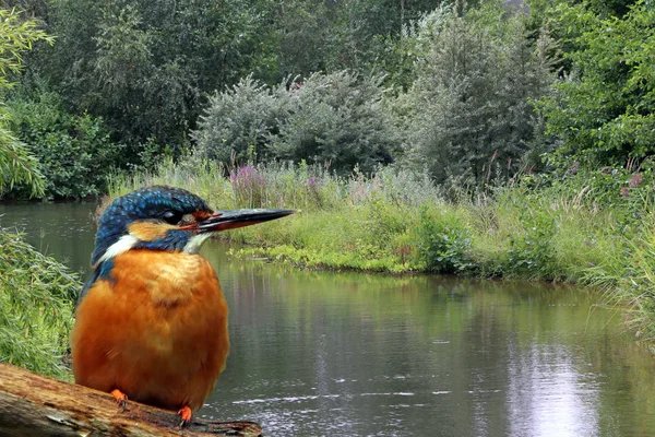 Close Uitzicht Van Ijsvogel Het Wild Leven — Stockfoto