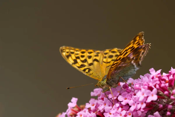 Вид Крупным Планом Красивую Красочную Бабочку — стоковое фото
