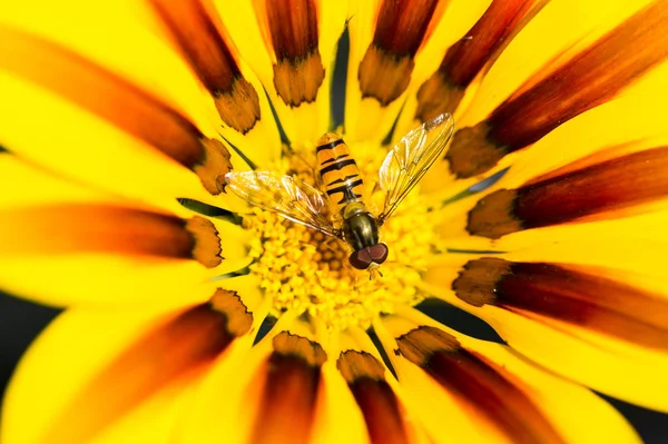 Close Beeld Van Bug Natuur — Stockfoto