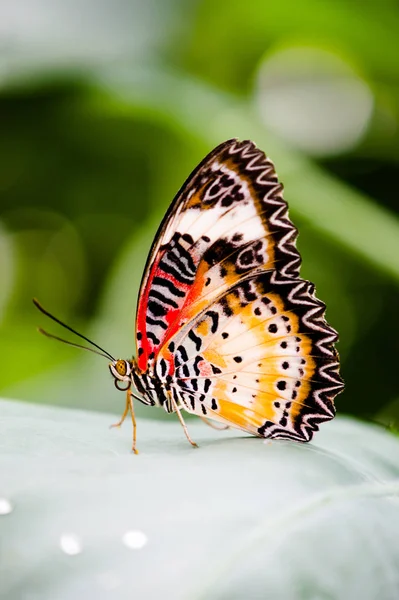 Leopardlacewing Fjäril Insekt — Stockfoto