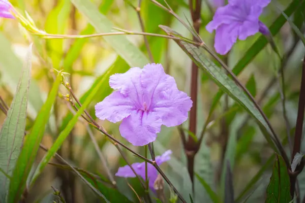 Image Fond Des Fleurs Colorées Fond Nature — Photo