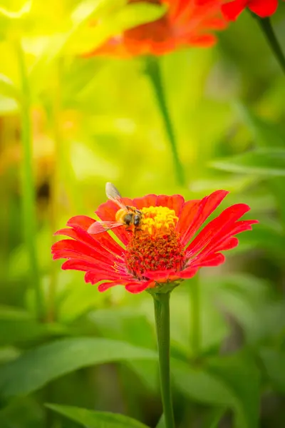 Das Hintergrundbild Der Bunten Blumen Hintergrund Natur — Stockfoto