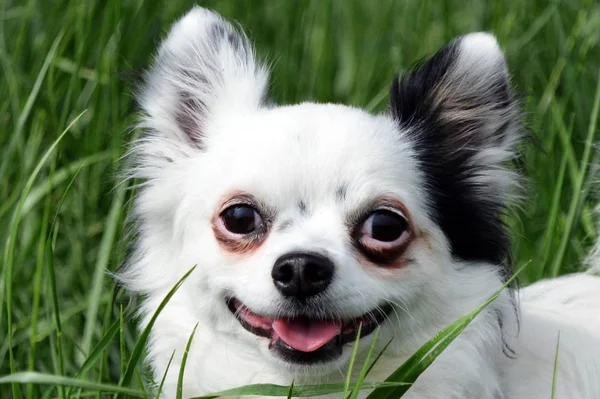 Piccolo Cane Chihuahua Pedigree — Foto Stock