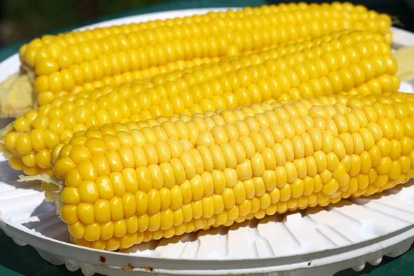 三个新鲜煮熟的黄色玉米芯放在白色塑料板上野餐 角度低 — 图库照片