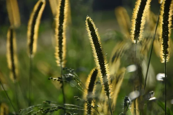 Gras Wiese Sonnenuntergang Blume Farn Licht Schatten Ernte — Stockfoto