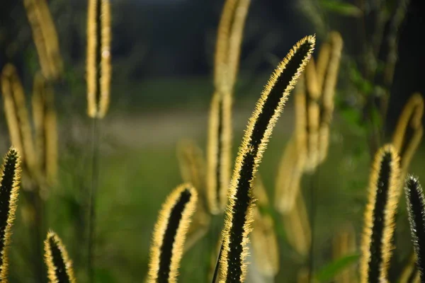 Gras Wiese Sonnenuntergang Blume Farn Licht Schatten Ernte — Stockfoto