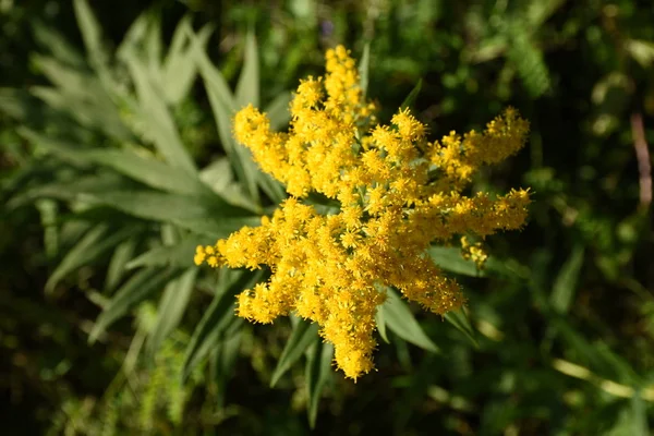 Fleur Herbe Fleurs Fleur Abeille Graines Miel Printemps — Photo