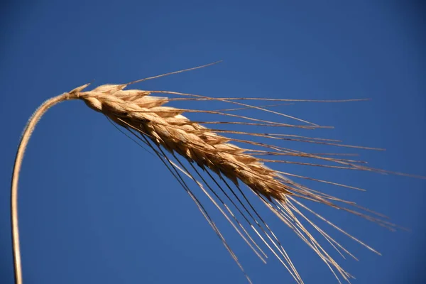 Озимые Пшеница Колосья Лето Поле Спелые Рожь Мука — стоковое фото