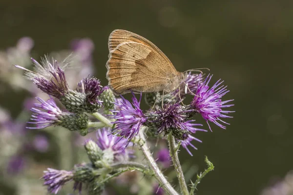 Prado Marrom Senta Uma Flor — Fotografia de Stock