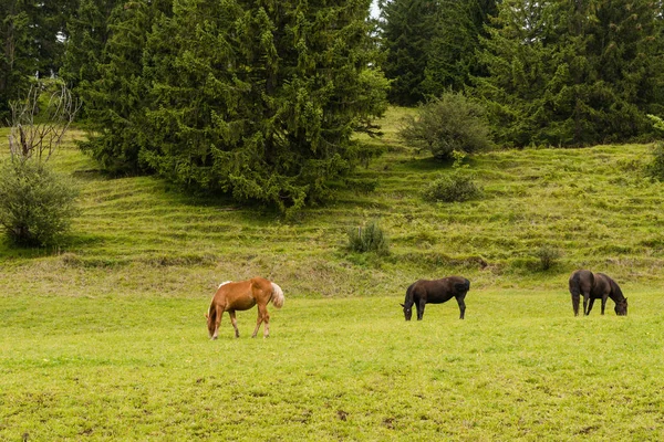 Caballos Aire Libre Durante Día — Foto de Stock