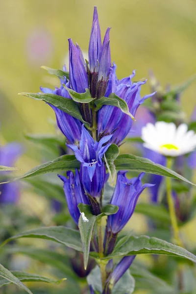 Gentileza Salvaje Gentiana Asclepiadea Flores — Foto de Stock