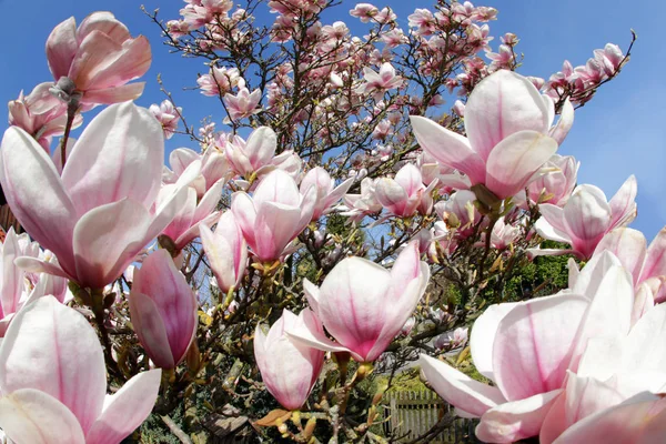 Tulipa Magnólia Flores Magnólia Soulangeana — Fotografia de Stock