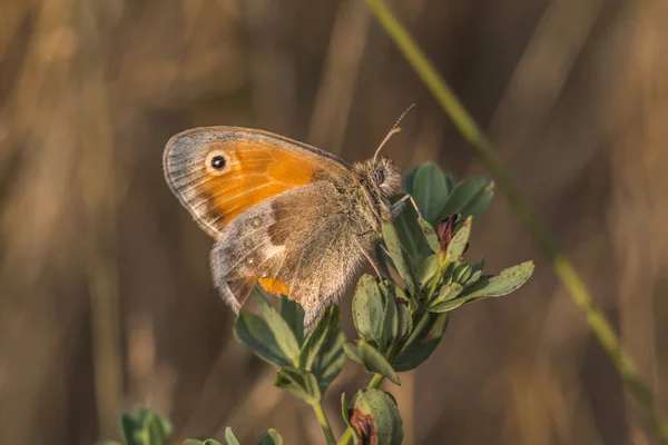 Nahaufnahme Von Schönen Bunten Schmetterling — Stockfoto