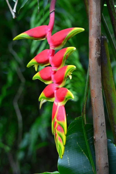 Heliconia Flor Tropical Con Pétalos Rojos Garras Langosta —  Fotos de Stock