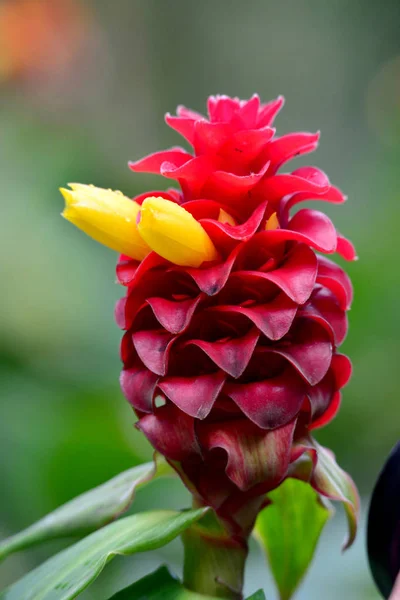 Scarlet Alpinie Alpina Purpurata Ginger Family — Stock Photo, Image