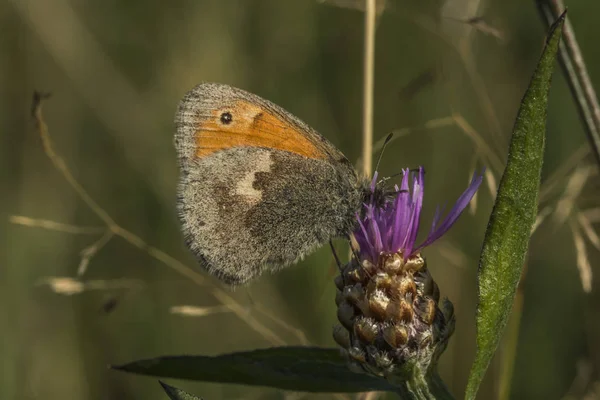 Nahaufnahme Von Wanzen Der Wilden Natur — Stockfoto