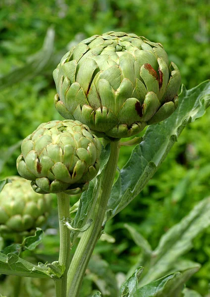 Kronärtskocka Cynara Cardunculus Grön Växt — Stockfoto