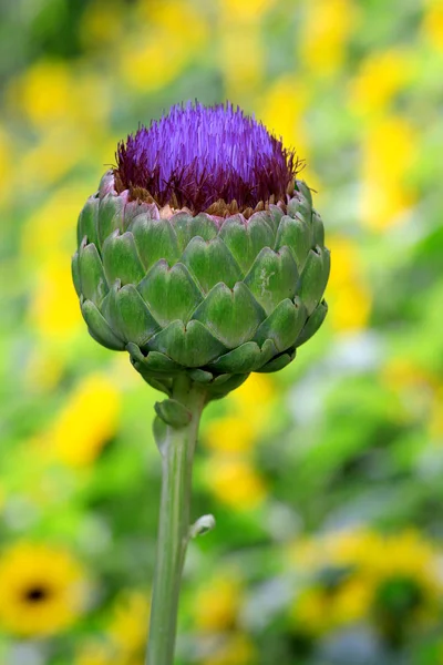 Artichoke Flowering Cynara Cardunculus — Stock Photo, Image