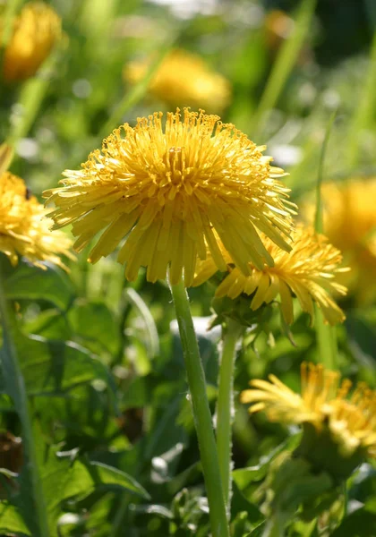 Bella Vista Del Fiore Dente Leone Naturale — Foto Stock