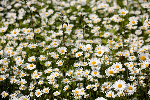 View Beautiful Green Meadow — Stock Photo, Image