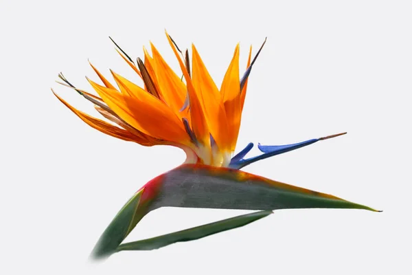 Tropische Oranje Strelizie Bloem Paradijsvogel Bloem — Stockfoto