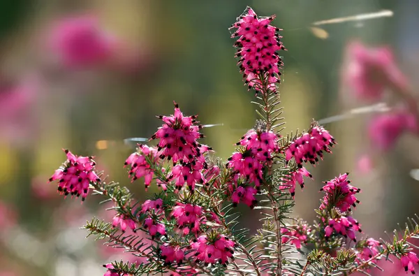 Verschillende Bloemen Selectieve Focus — Stockfoto