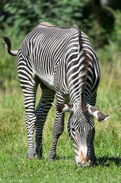 Close Zebra Meadow — стоковое фото