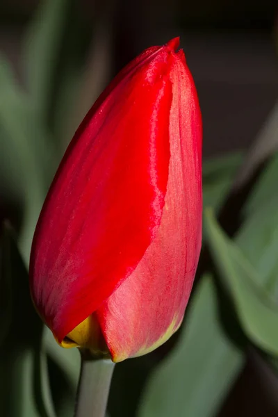 Tulipas Flores Pétalas Flora Primavera — Fotografia de Stock
